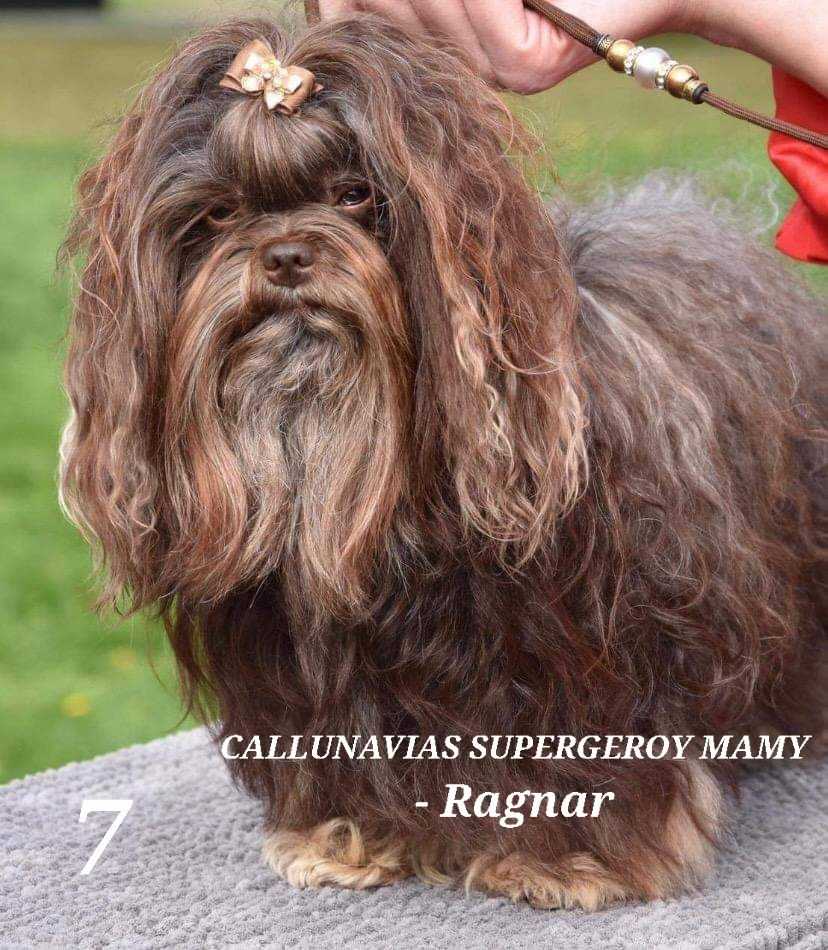 Callunavias Supergeroy Mamy